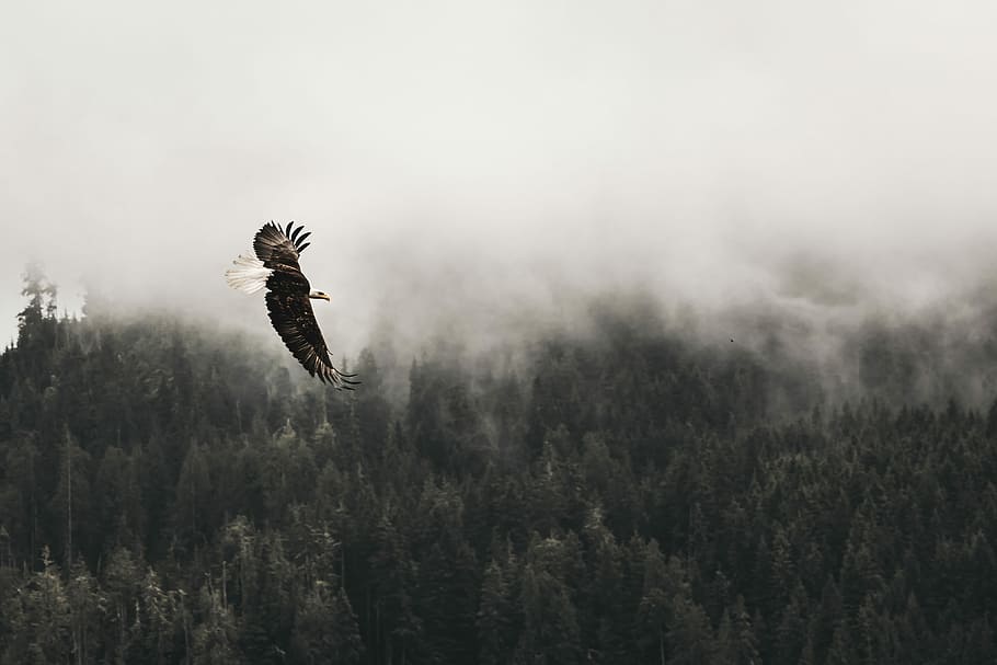 bald eagle flying under forest during daytime, flying black eagle on air with forest on ground HD wallpaper