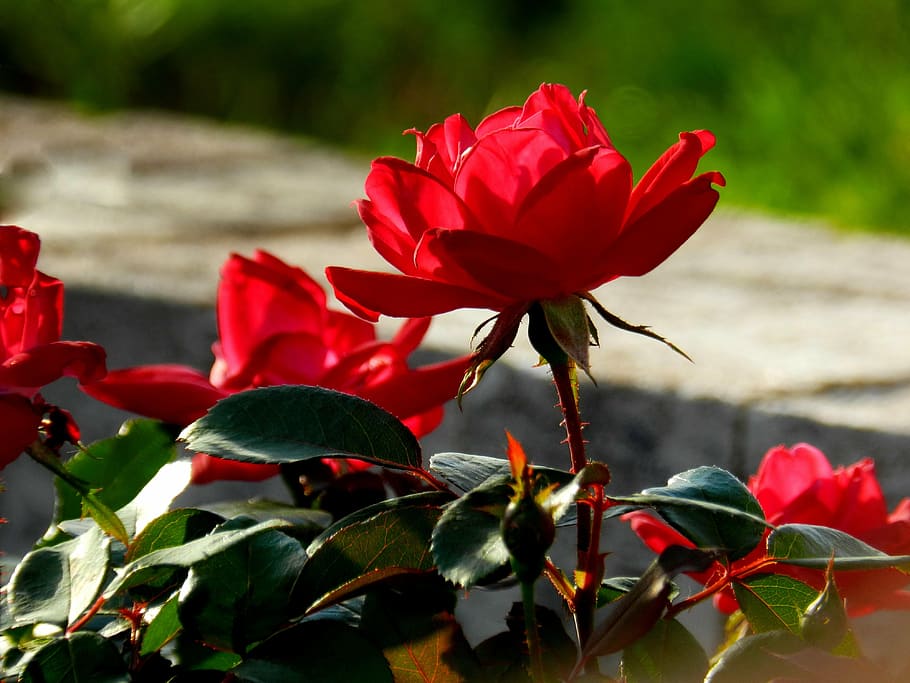 flower, red, spring, blossom, summer, vibrant, nature, bloom HD wallpaper