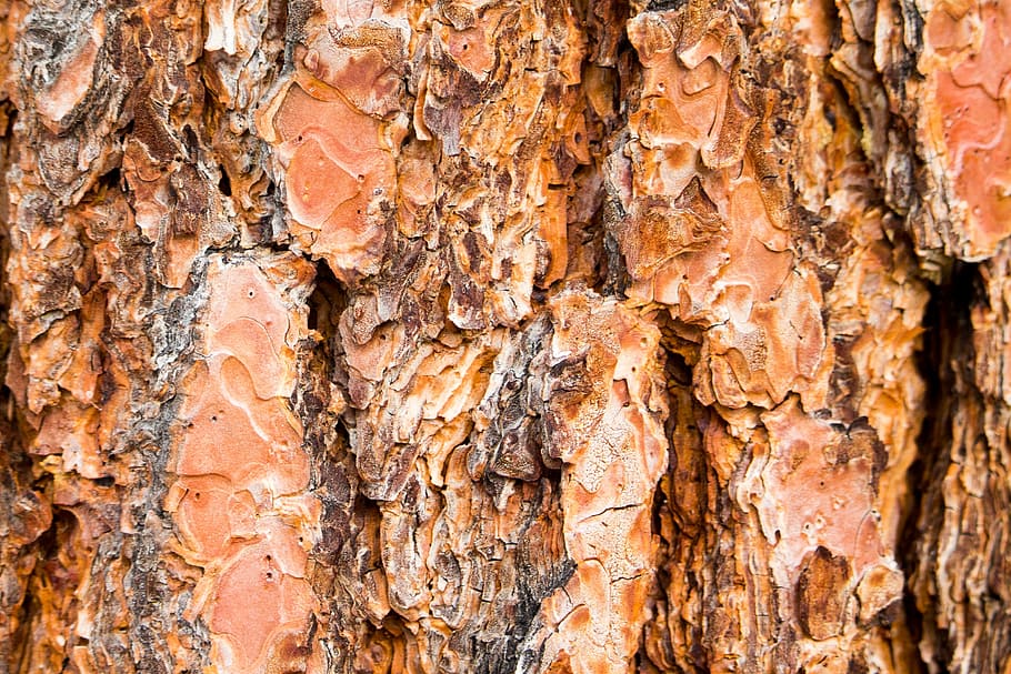Tree Bark, Trunk, Texture, Wood, deciduous, nature, pattern HD wallpaper