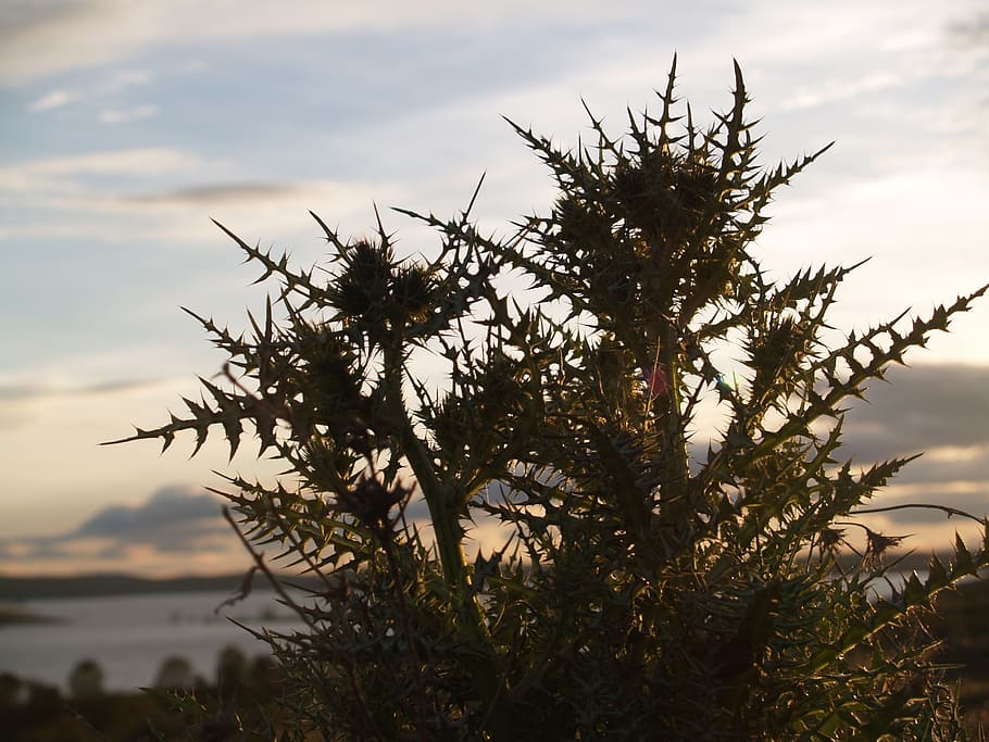 landscape, marsh, twilight, plant, sky, growth, cloud - sky HD wallpaper
