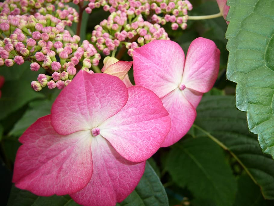 Flower, Close, Hydrangea, pink color, plant, leaf, petal, no people HD wallpaper