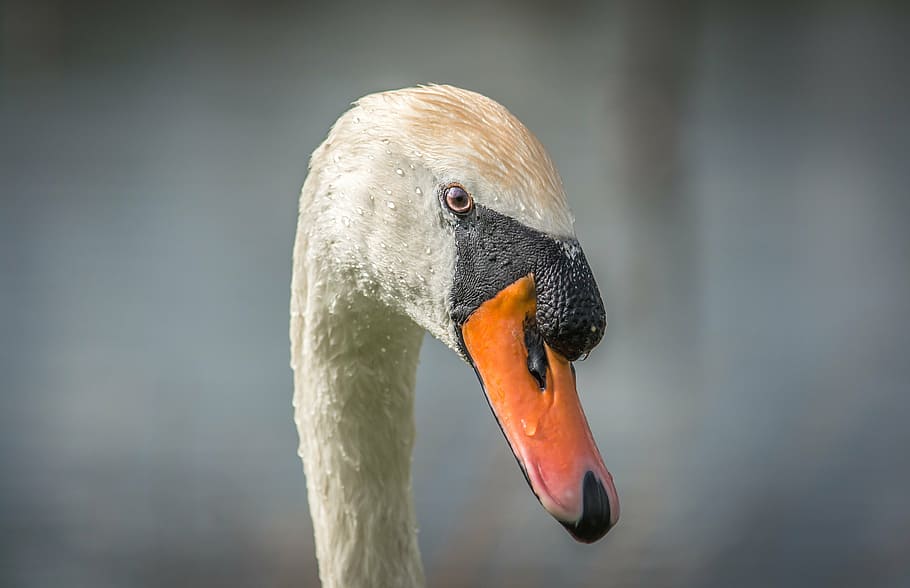 swan, bird, beak, nature, water, animal, wildlife, feather HD wallpaper