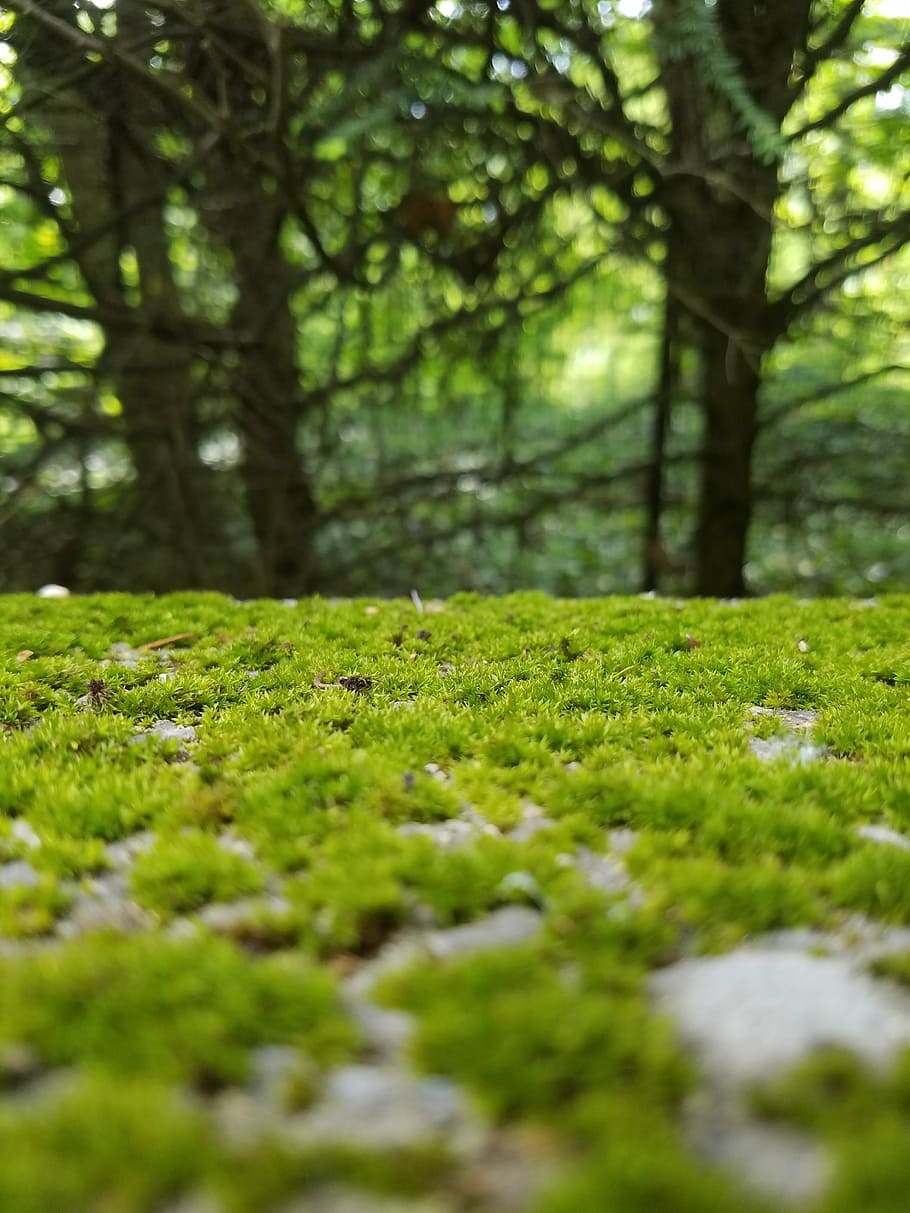 HD wallpaper: Moss, Green, Trees, Nature, Stone, mossy stone, forest, green  color | Wallpaper Flare