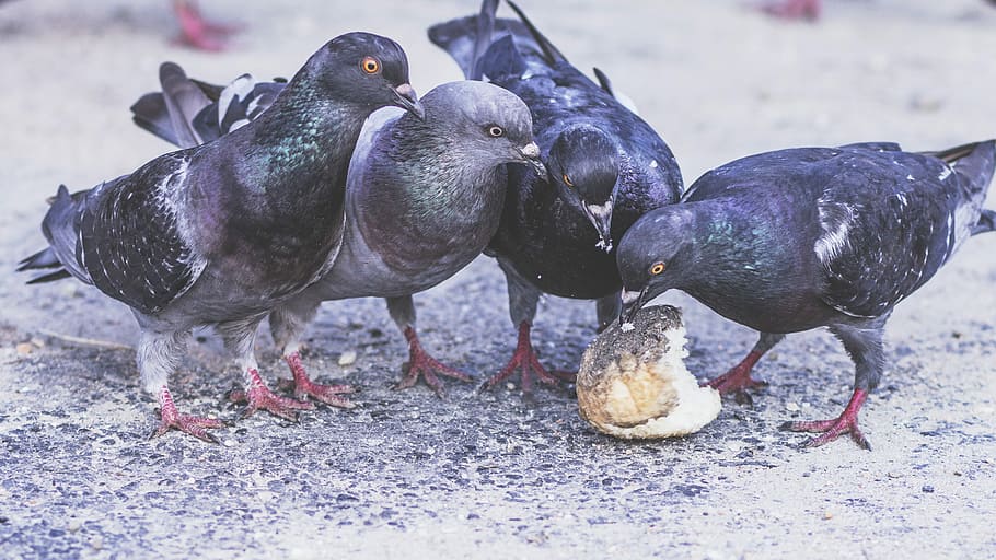 four rock doves on gray floor, four black pigeons, bird, bread HD wallpaper