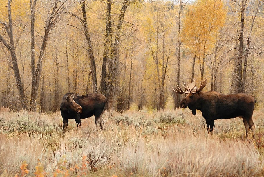 two brown moose on plant field near trees, bull, cow, male, female