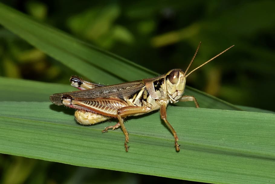 grasshopper, insect, creature, animal, close up, macro, flying insect HD wallpaper