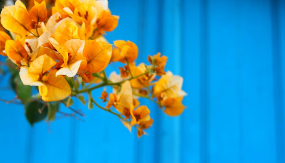 HD wallpaper: yellow Bougainvillea, closeup photography of yellow