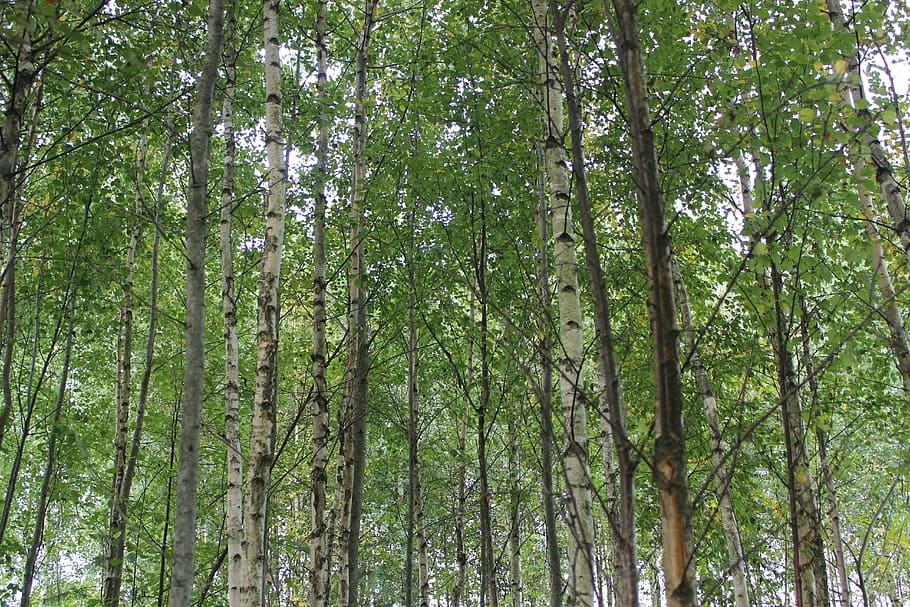 tree, green, nature, plant, forest, trunk, tree trunk, land HD wallpaper