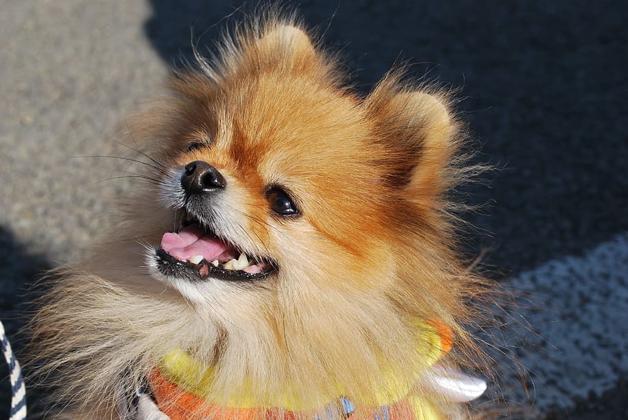 Pomeranian, Dog, Smile, Pet, happy, dog smile, small breed dogs, HD wallpaper