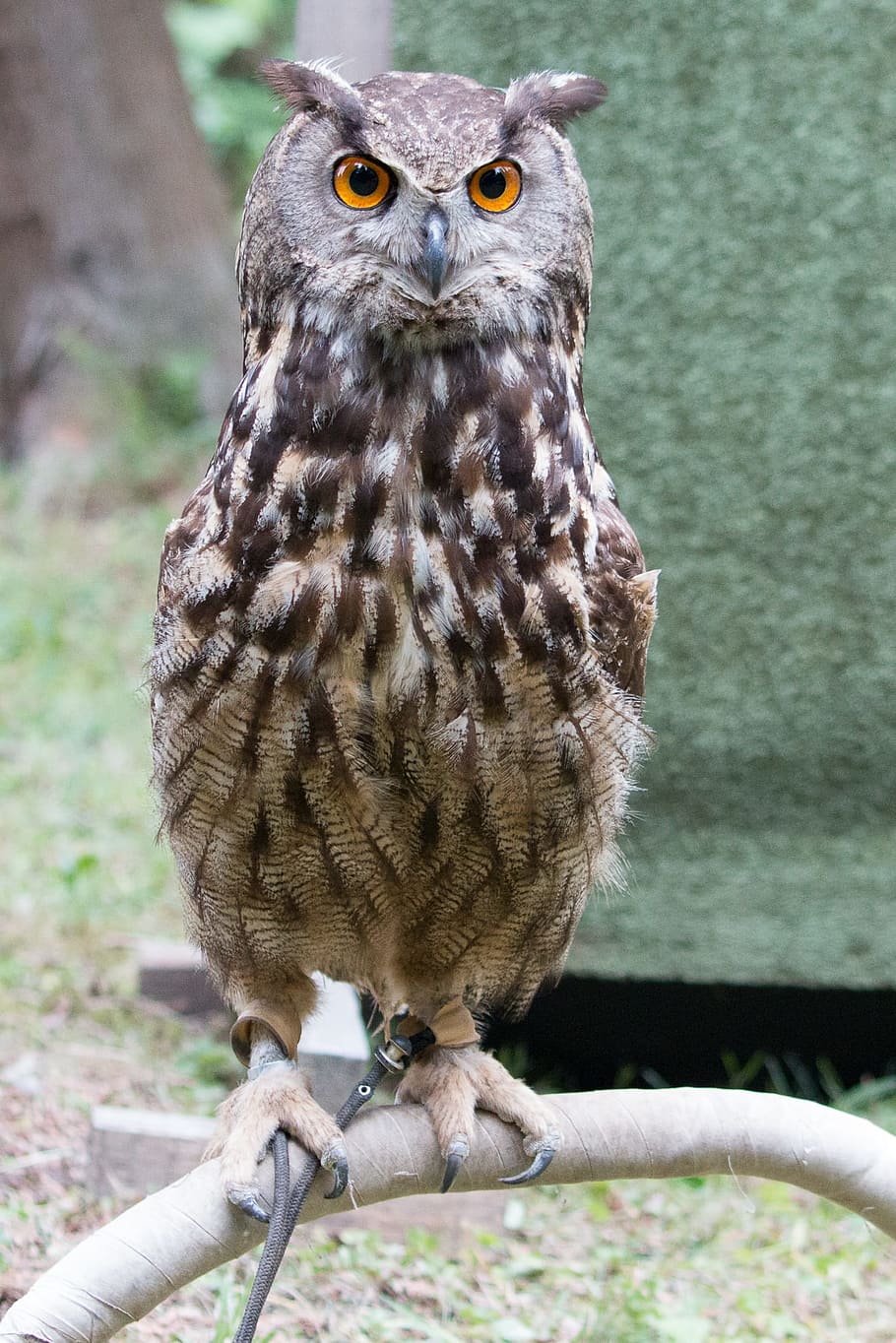 Predator, Bird, buboy buboy, owl, animal, bird of Prey, carnivore HD wallpaper
