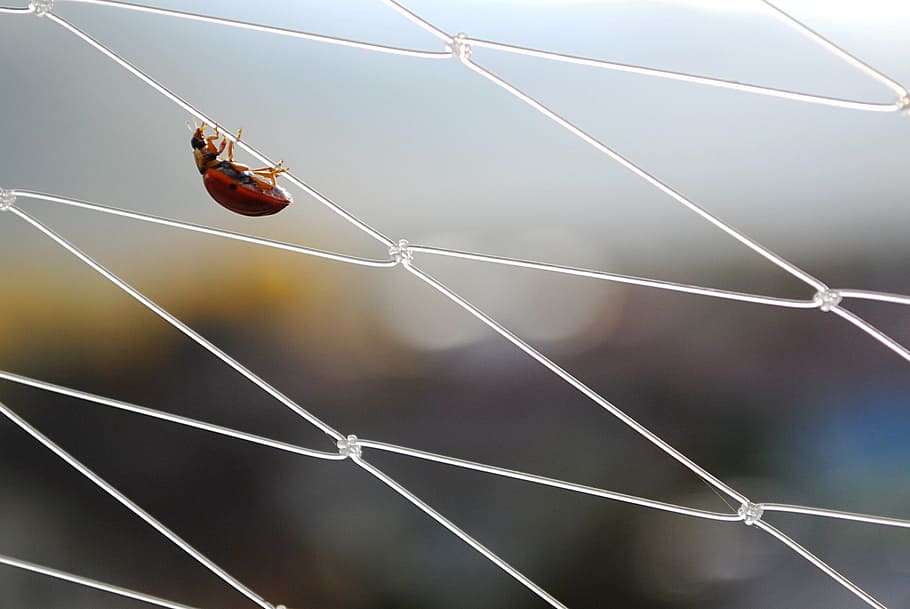 ladybug, insect, balance, red, invertebrate, animal themes HD wallpaper