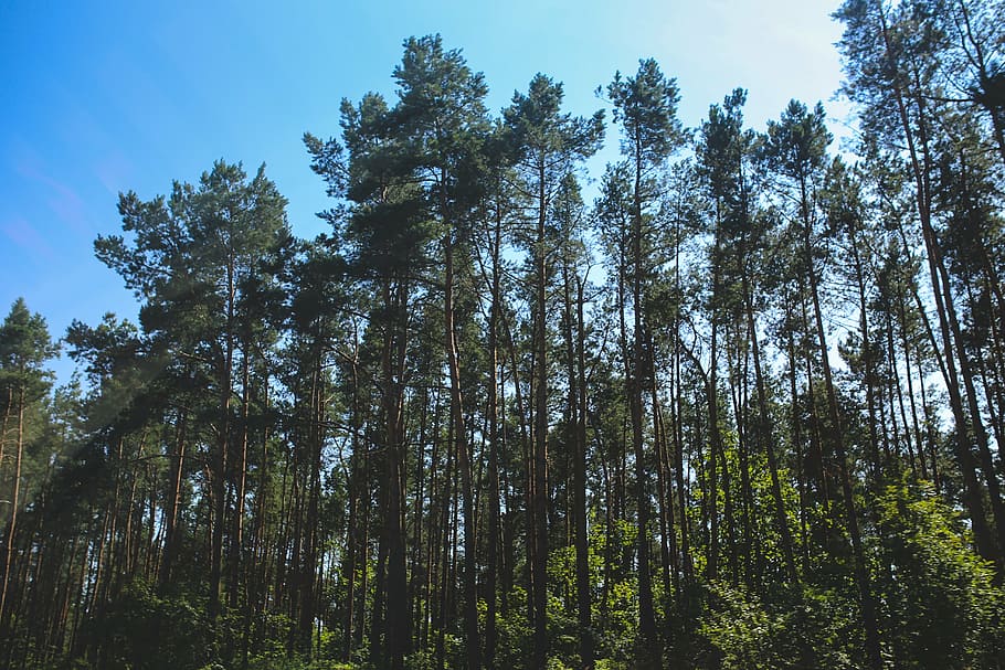 forest, woods, pine, tree, trees, nature, outdoors, summer HD wallpaper