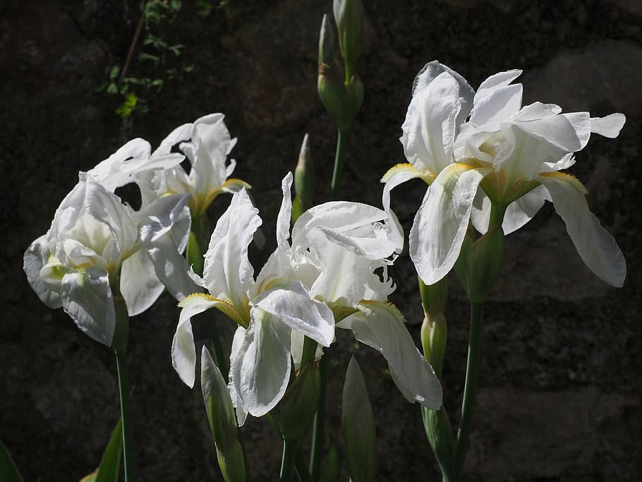 iris, lily, flower, blossom, bloom, white, schwertliliengewaechs HD wallpaper