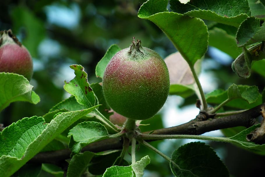 apple, fruit, sprig, spring, garden, healthy eating, food and drink HD wallpaper
