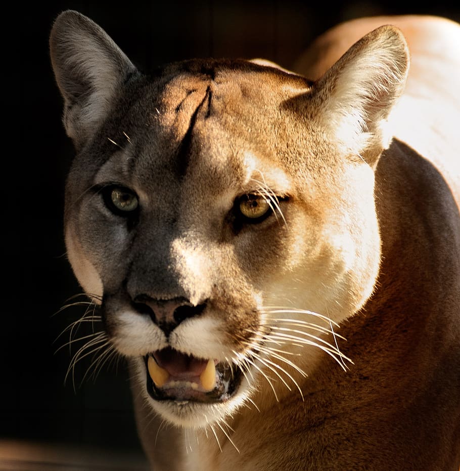 close up photography of lioness, cougar, puma, eyes, wildlife, HD wallpaper