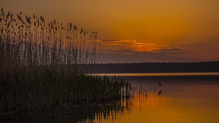 silhouette of plants beside body of water, sunset, dawn, reflection HD wallpaper