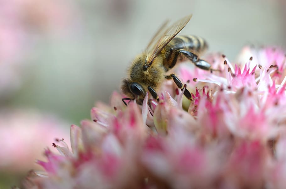 bee, summer, stonecrop, blossom, bloom, close, pink, tender HD wallpaper