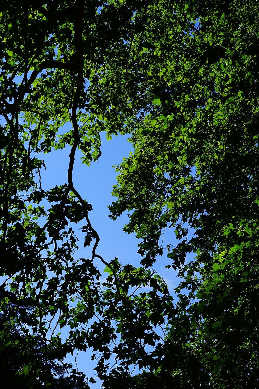 canopy, green, leaves, trees, spring, summer, plane, nature HD wallpaper