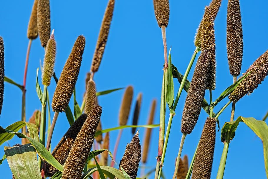 shallow focus photography of brown plants, millet, pearl millet