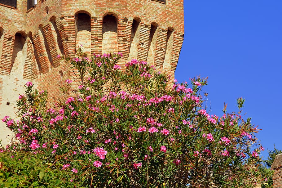 bloom, torre, castle, flowers, spring, nature, middle ages HD wallpaper