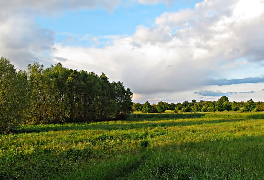 field, meadow, clouds, nature, landscape, spring, summer, green HD wallpaper