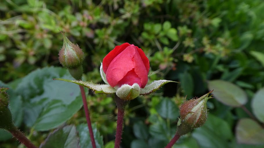 HD wallpaper: red rose, bud, delicate flower, summer, plant, flowering ...
