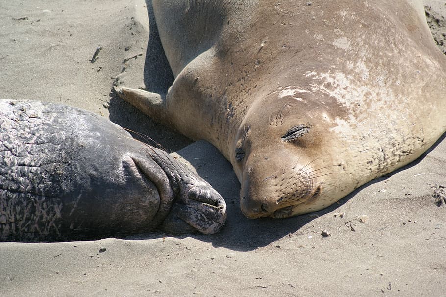 2560x800px | free download | HD wallpaper: Seal, Couple, Beach ...