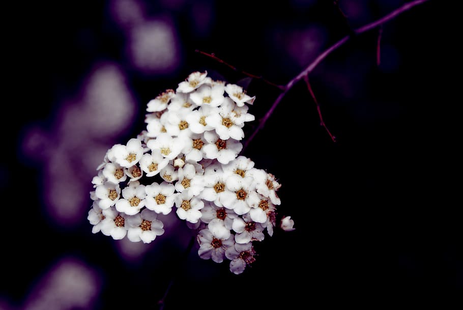 flower, flora, nature, leaf, flowering plant, beauty in nature HD wallpaper