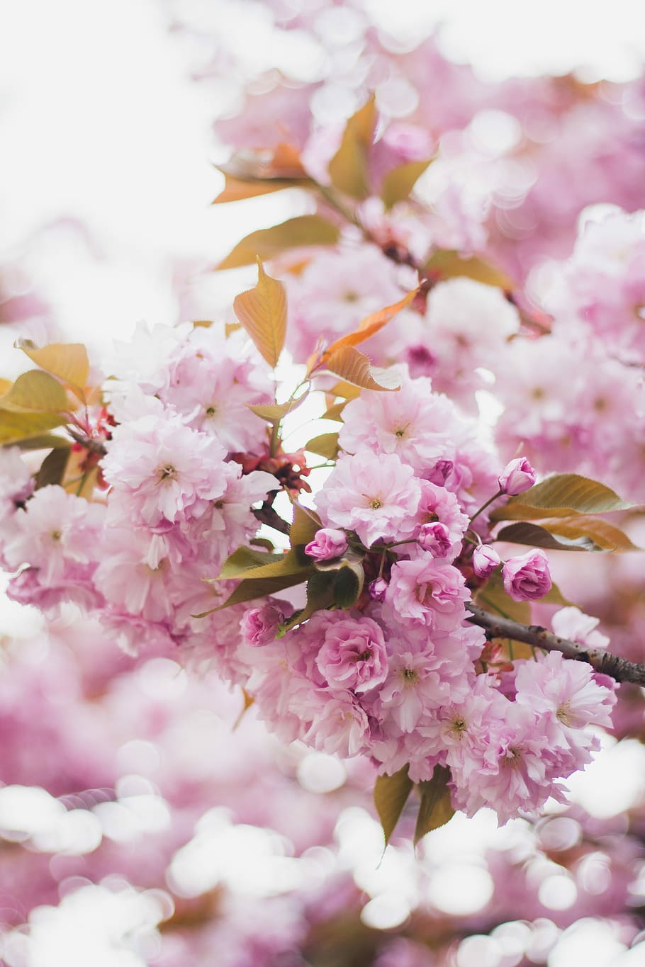 shallow focus photo of pink flowers, close up photo pink flower during daytime HD wallpaper