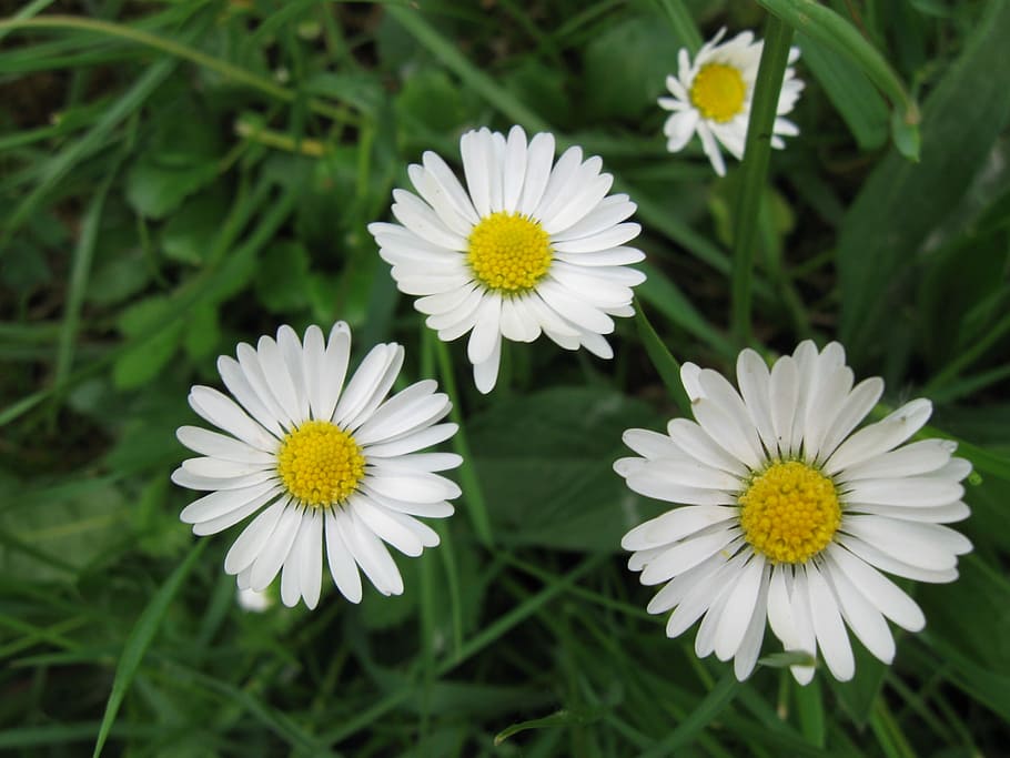 Flowers, Daisy, Nature, fragility, petal, white color, day HD wallpaper