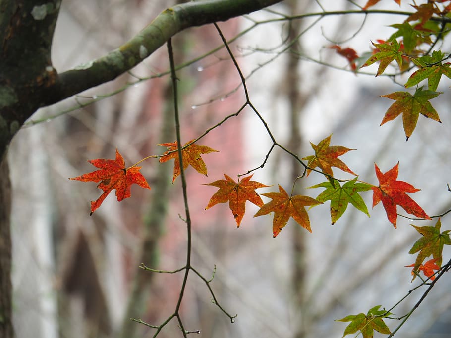maple leaf, taitung, taimali, autumn, tree, plant part, focus on foreground, HD wallpaper