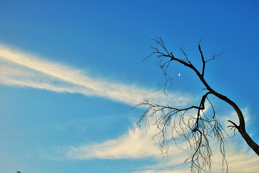 dry branch, tree, dead, branches, twigs, stylish, twisted, moon HD wallpaper