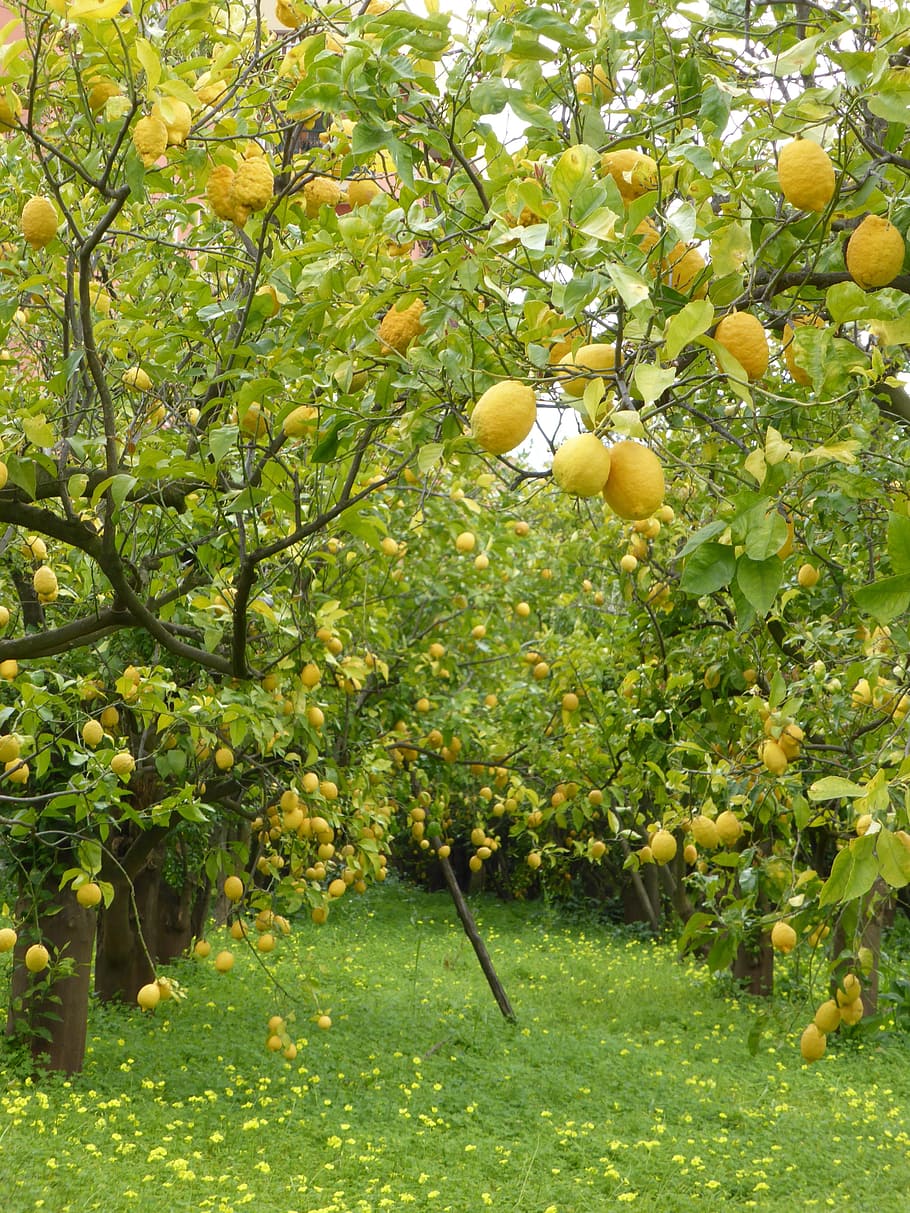 Lemon Trees, Lemons, Lemon Grove, sorrento, italy, greenery, HD wallpaper