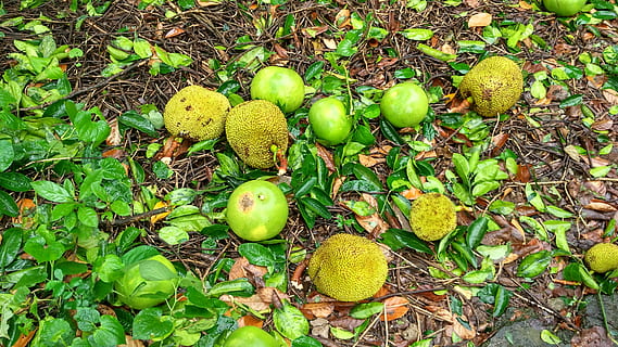 jackfruit, land, neck, healthy eating, green color, food and drink HD wallpaper