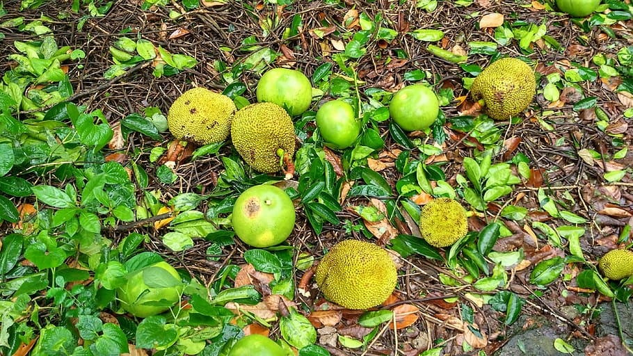 jackfruit, land, neck, healthy eating, green color, food and drink, HD wallpaper