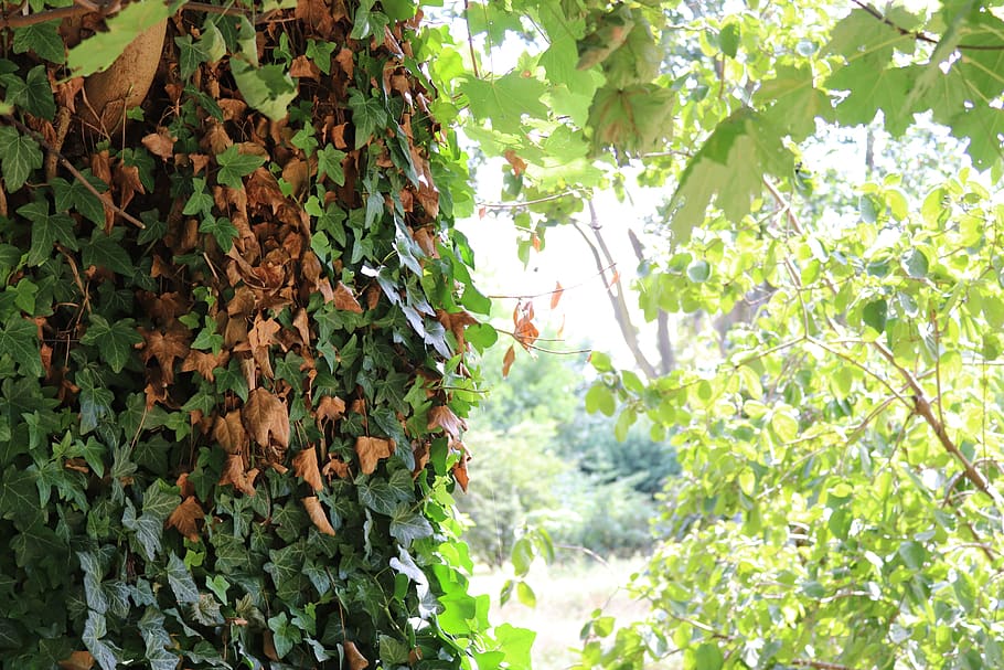 tree, plant, nature, green, leaf, plant part, growth, green color HD wallpaper