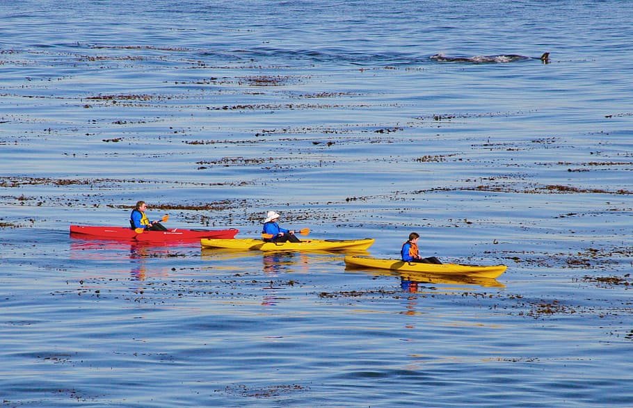 kayak, boat, ocean, paddle, kayaking, outdoor, sea, water, nature, HD wallpaper