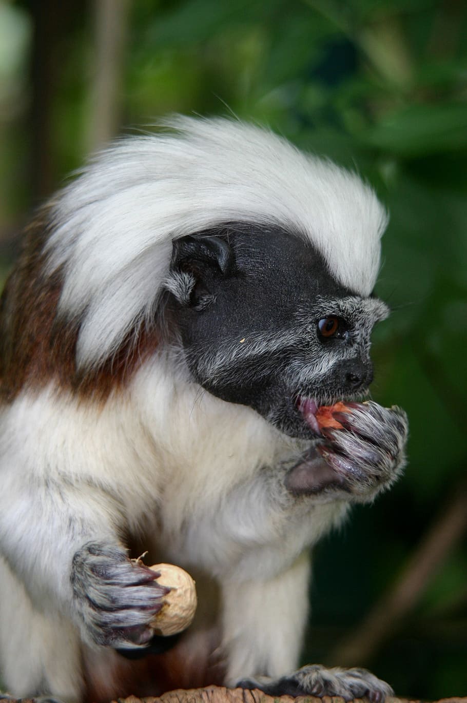 cottontop tamarin, monkey, animal, nature, zoo, animal world
