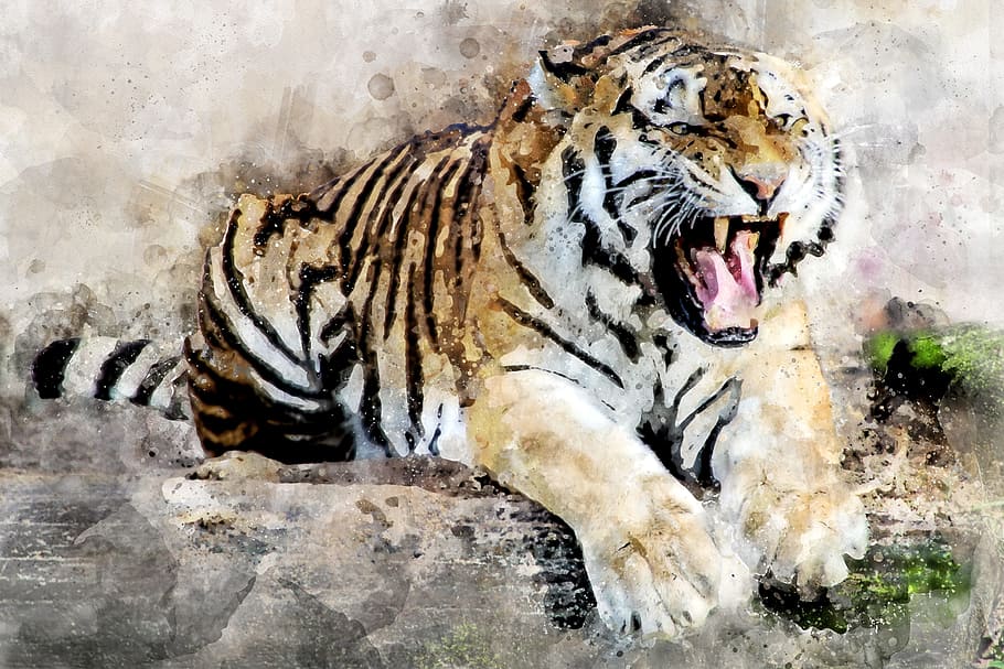 white and brown painting of tiger, predator, animal, tooth, roar, HD wallpaper