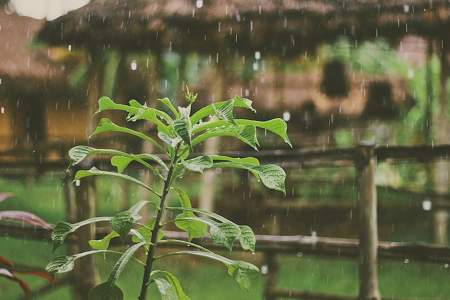 close-up photo of green plant during rain, raining, rain drops HD wallpaper