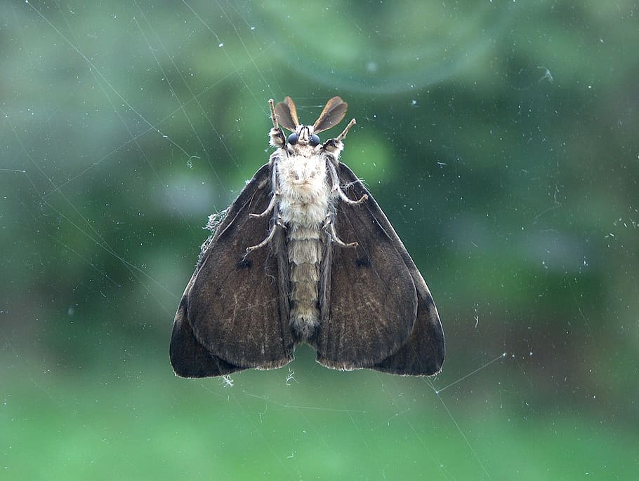 bug, moth, glass, animal themes, animal wildlife, one animal HD wallpaper