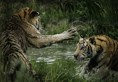 tigers fighting on swamp, two tiger fighting in body of water HD wallpaper