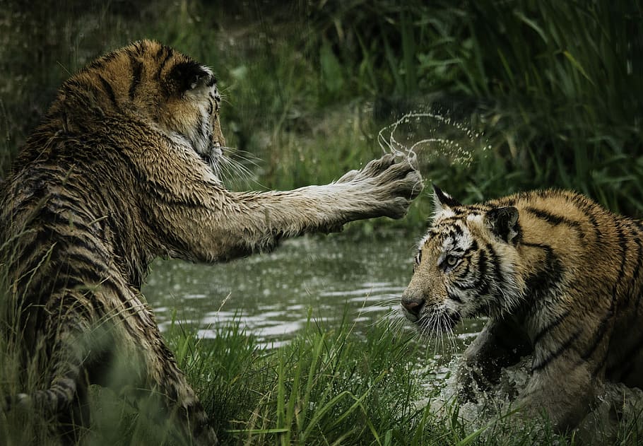 tigers fighting on swamp, two tiger fighting in body of water, HD wallpaper