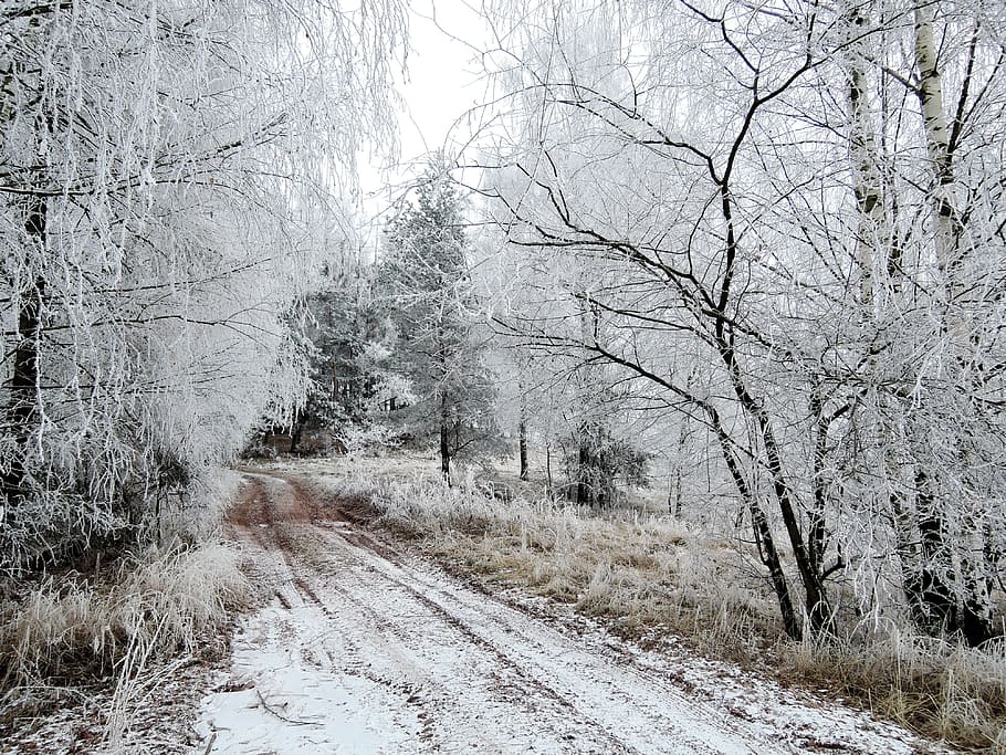 Winter, Landscape, View, Meadow, Rime, path, bush, snowy, nature HD wallpaper