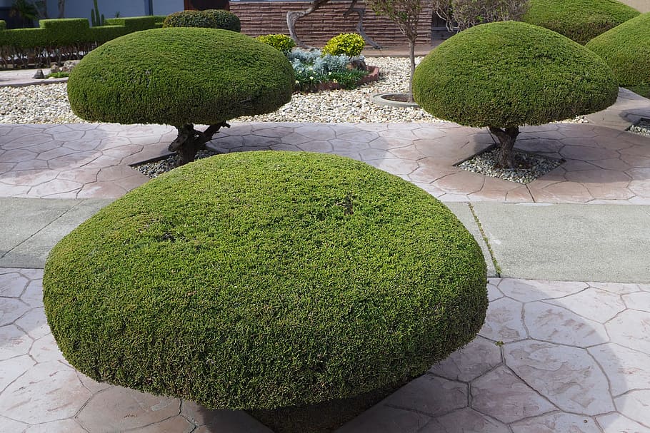 green leafed trees during daytime, trimmed, shaped, manicured HD wallpaper