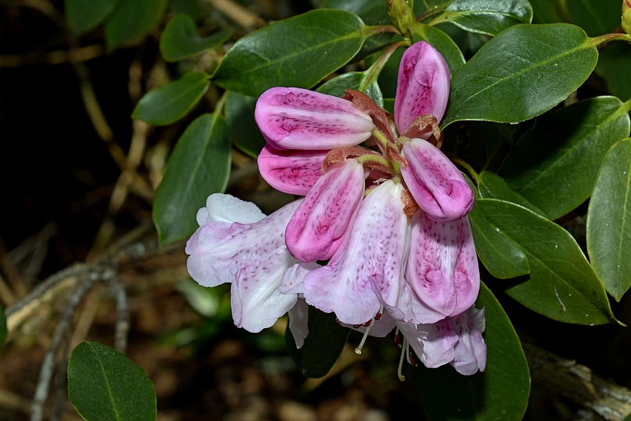 pink-and-white cluster bell flower, rhododendron, spring, bud HD wallpaper