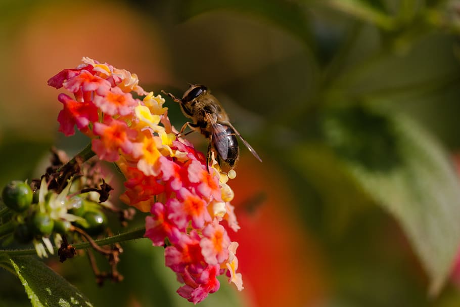 bee, insect, animal, blur, pink, flower, invertebrate, flowering plant HD wallpaper