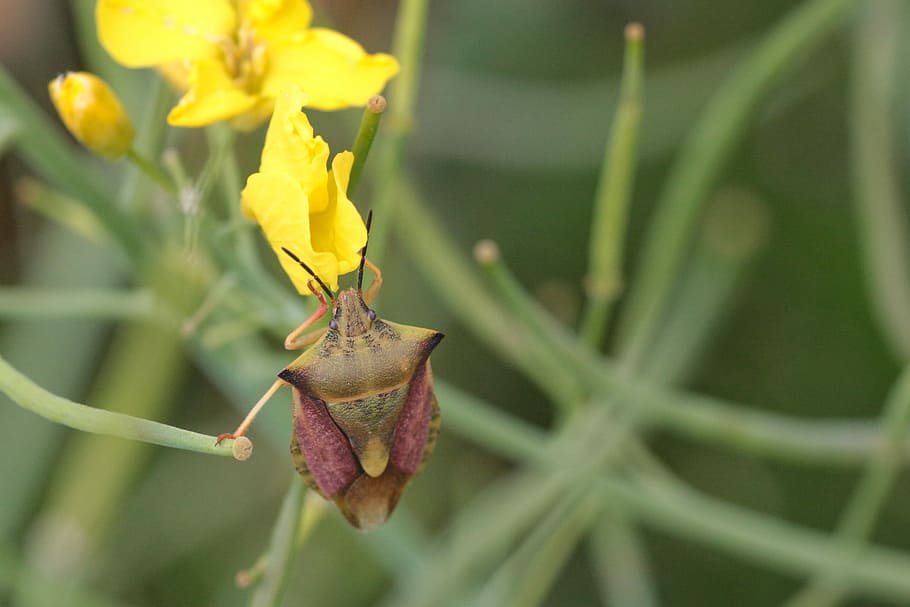 leaf bug, insect, close, macro, insect photo, crawl, green HD wallpaper
