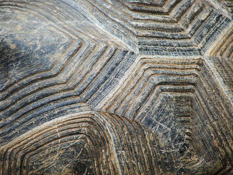 Shell, Reptile, Turtle, Animal, Wildlife, nature, tropical HD wallpaper