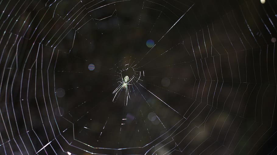spider, web, nature, macro, close-up, no people, fragility HD wallpaper
